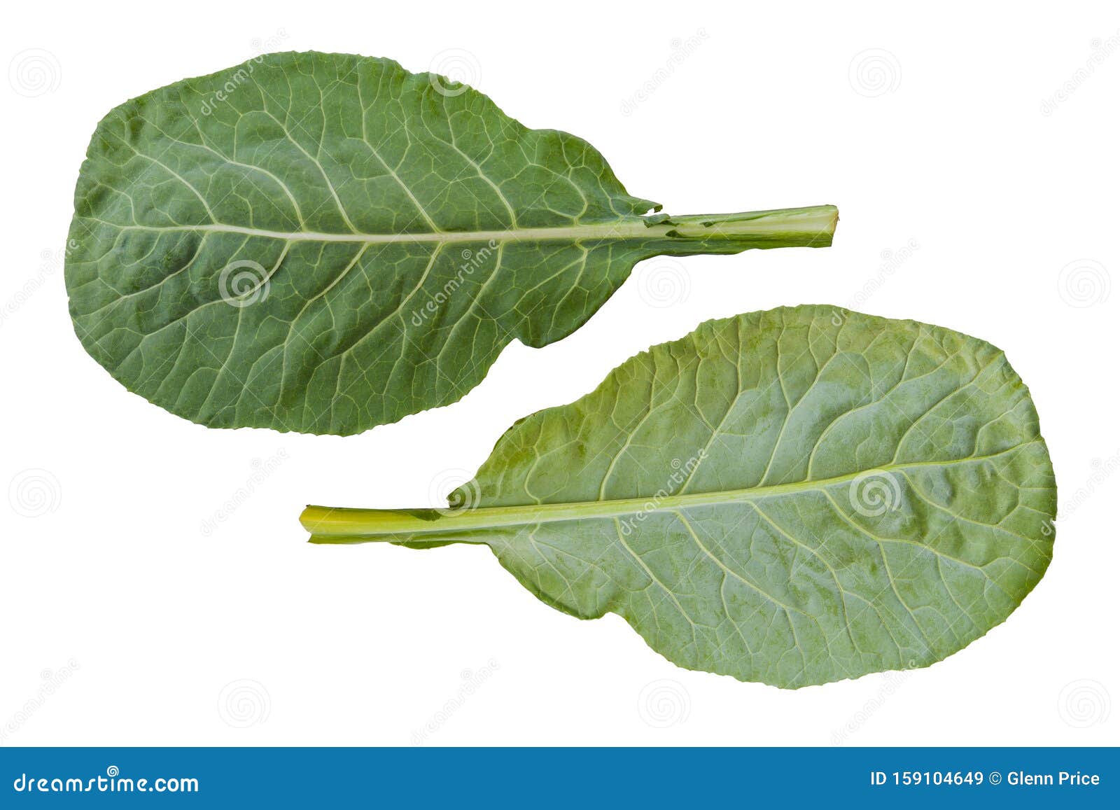Collard Greens Leaf stock image. Image of collard, bottom 159104649