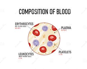 Composition Of Blood Red Blood Cells Lymphocytes Platelets And Plasma Stock Vector