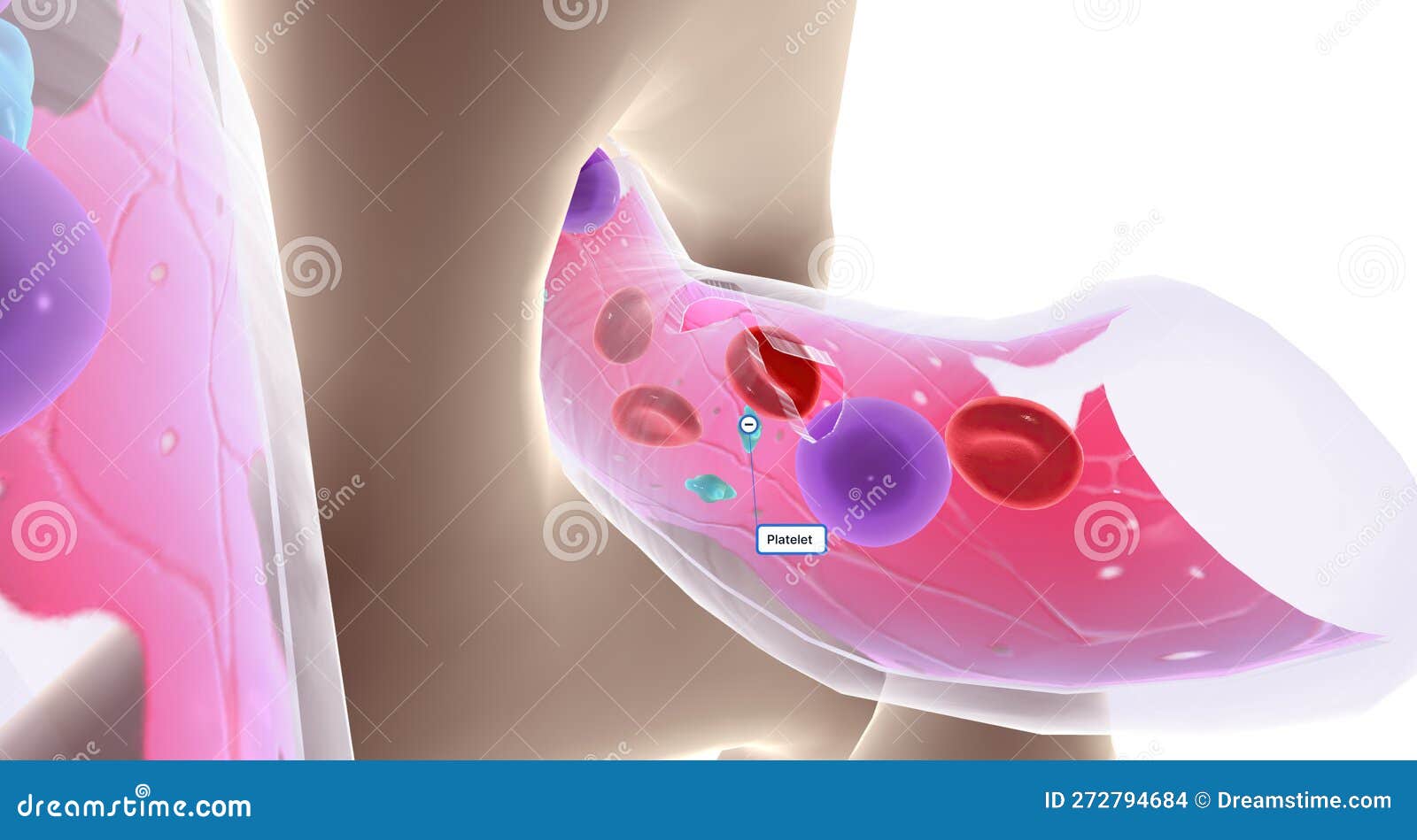 The Composition of Bone Marrow Stock Illustration Illustration of circulatory, heart 272794684