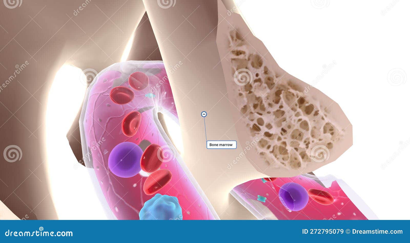 The Composition of Bone Marrow Stock Illustration Illustration of systemic, vein 272795079