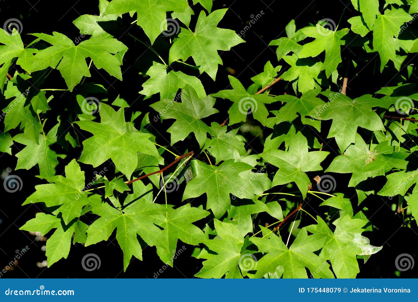 Composition of Fivepointed Leaves Stock Image Image of maple, fall