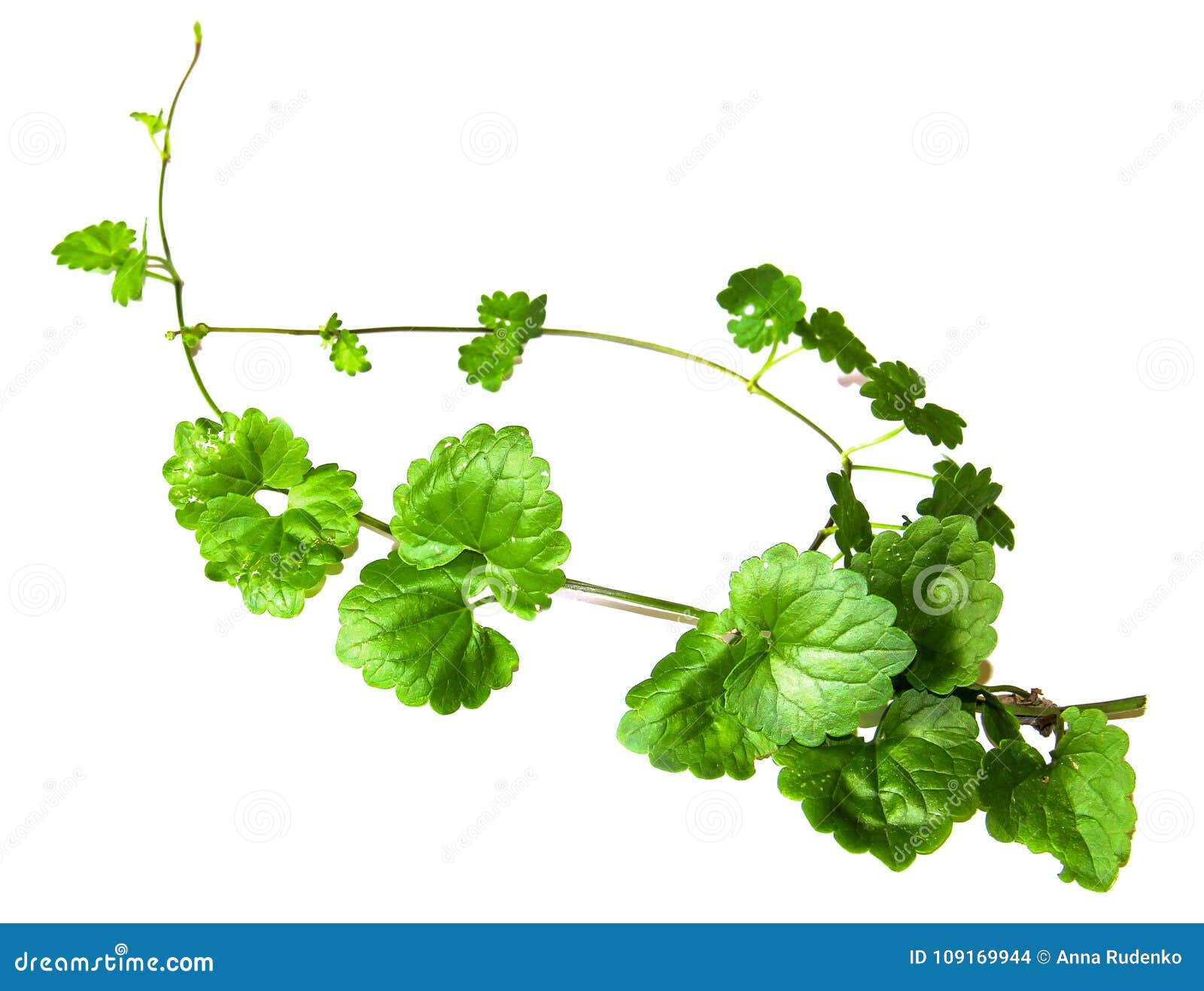 Composition of Fresh Green Leaves of the Ground Cover Stock Photo
