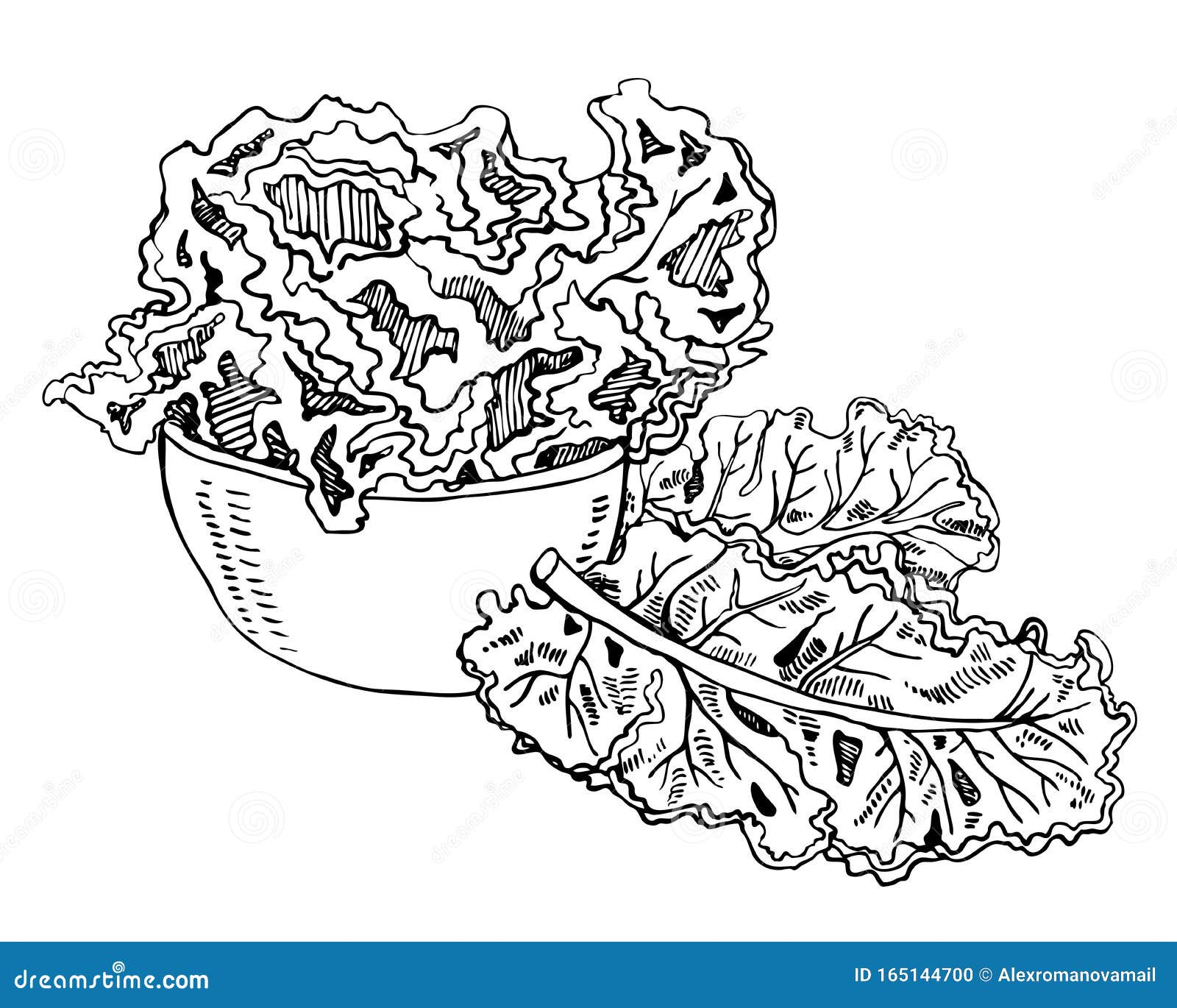 Composition with Kale Cabbage Leaves in a Bowl. Hand Drawn Outline ...