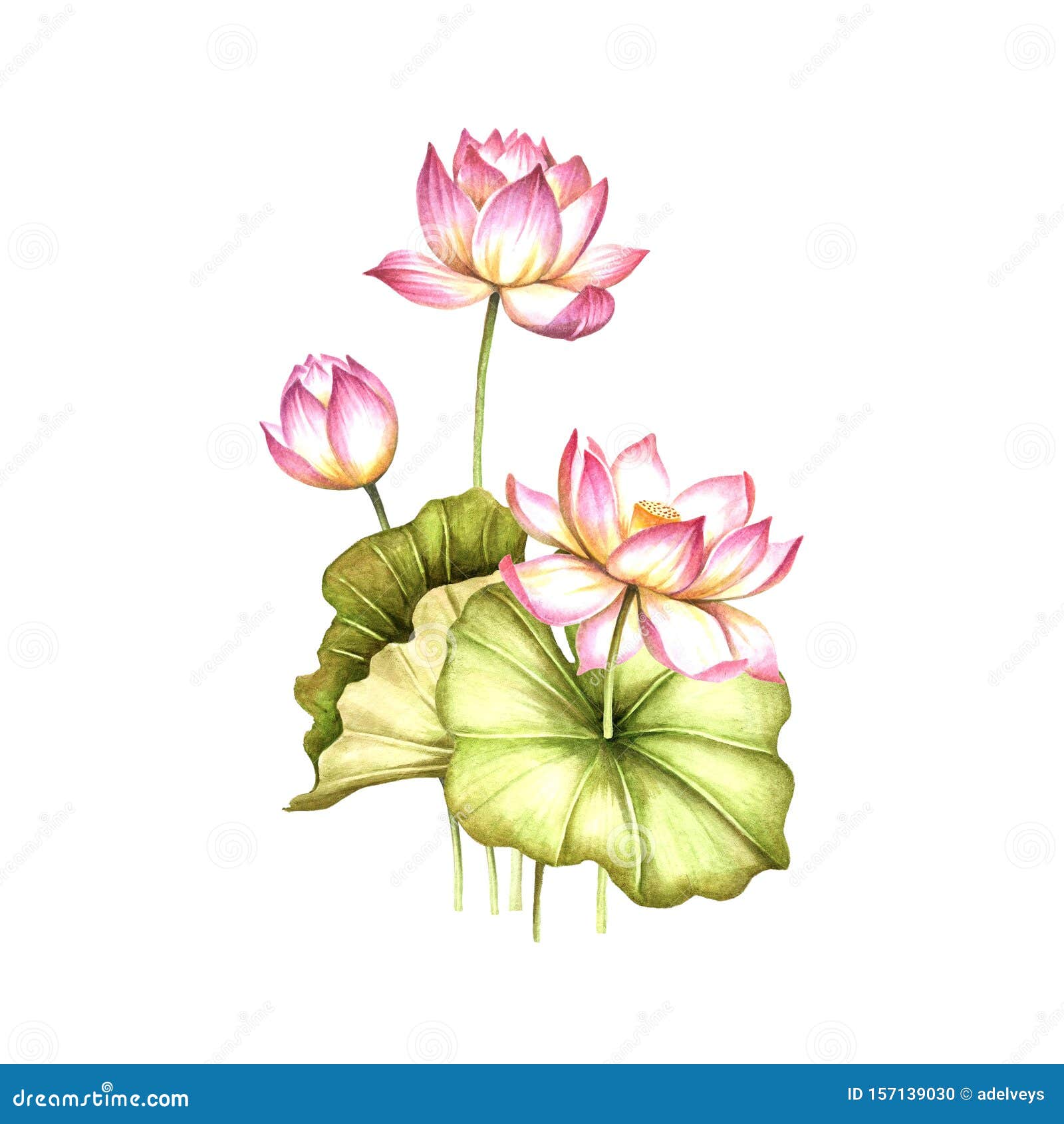 Composition with Lotus. Hand Draw Watercolor Illustration. Stock  Illustration - Illustration of green, flourish: 157139030
