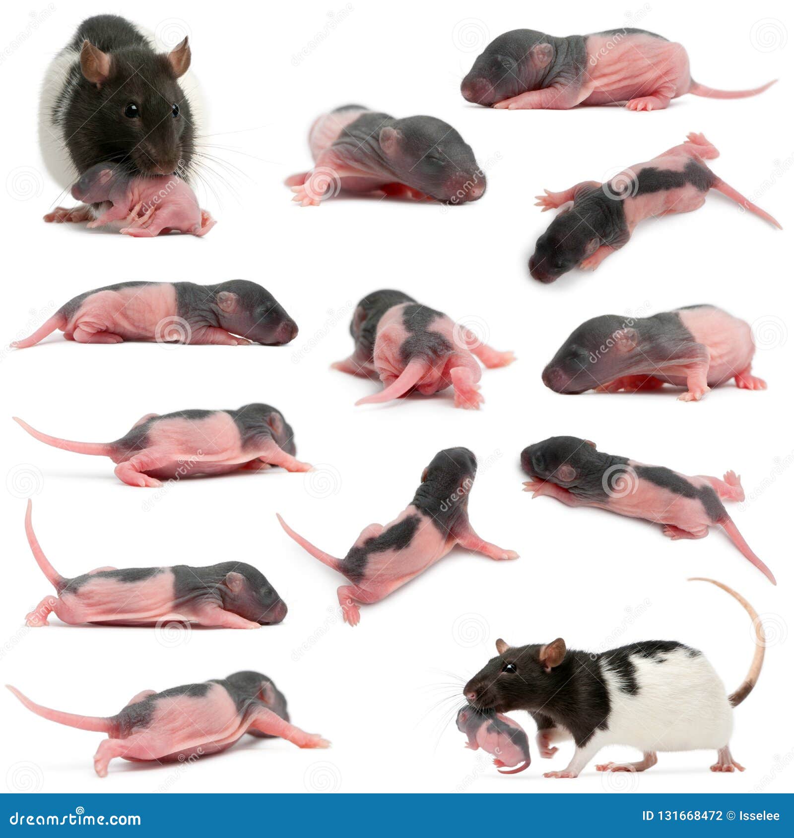 composition of mother rat carrying her baby in her mouth, 5 days old