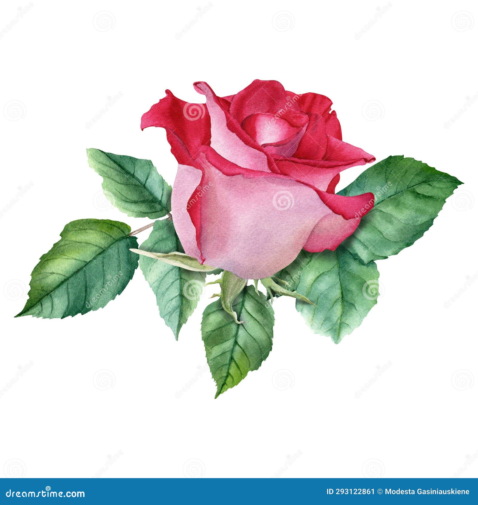 A Composition with Red Rose Bloom and Leaves. Watercolor Illustration ...