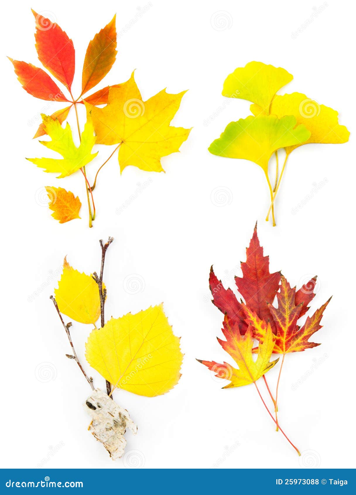 Composition Set of Beautiful Autumn Leaves Stock Photo - Image of large ...