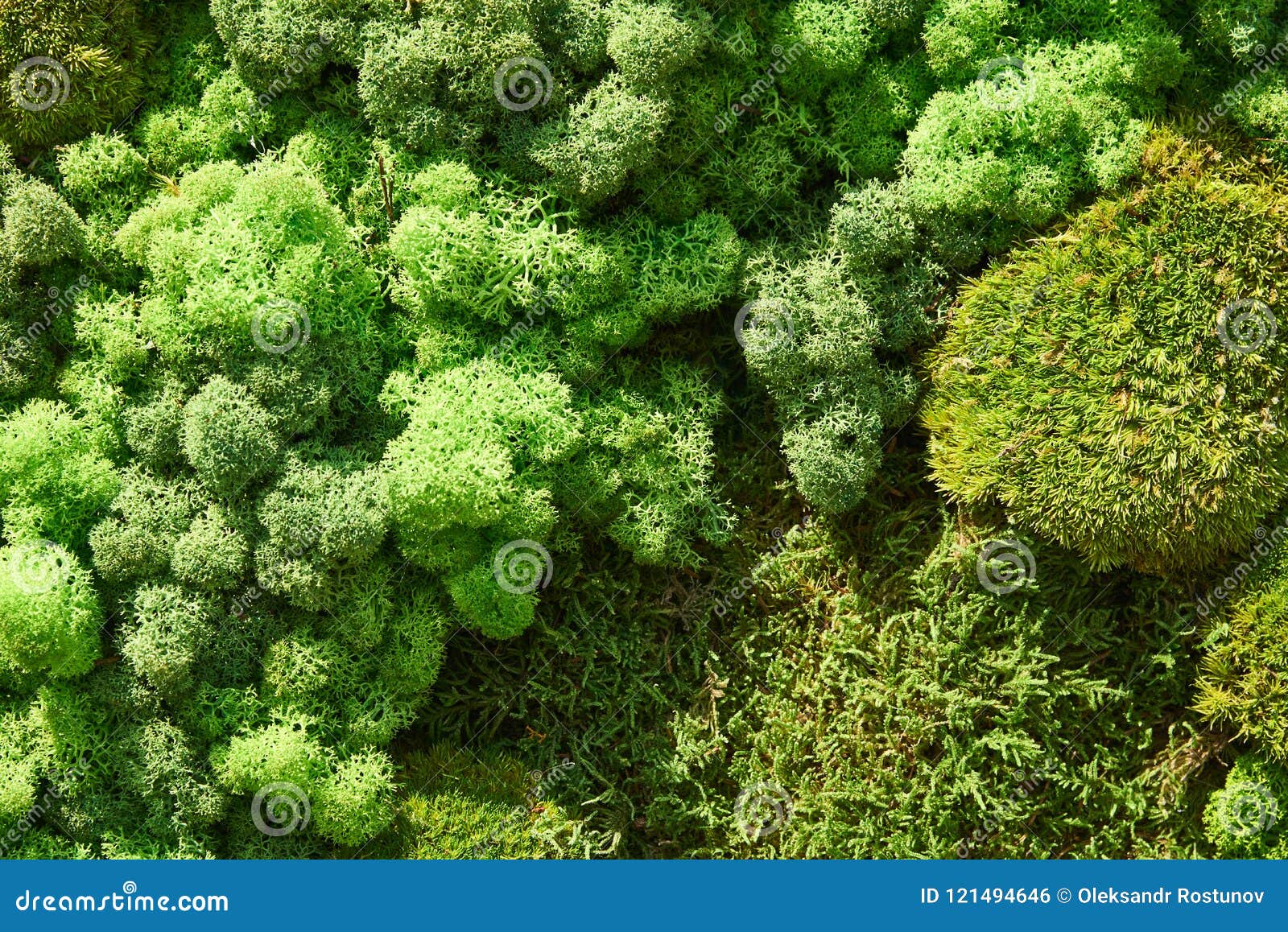 types of moss download types of moss download