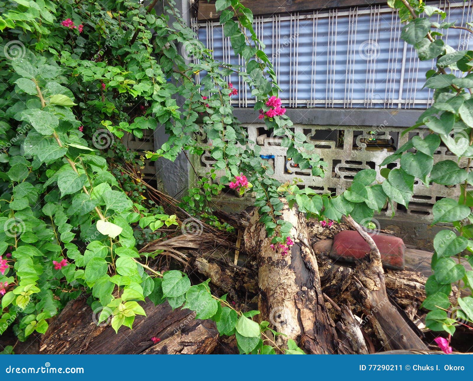 Compost flower system stock image. Image of house, wallpaper 77290211