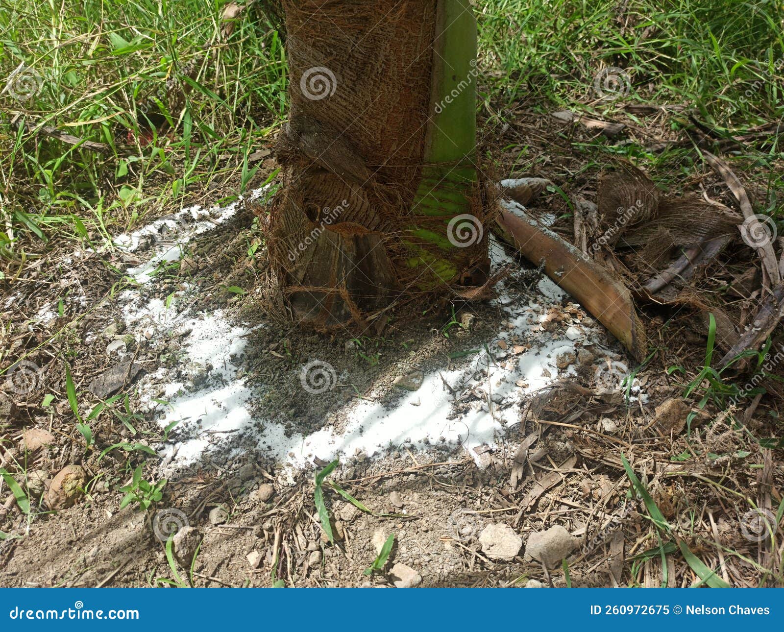 Compost on the Ground Next To a Palm Tree Stock Image Image of nature, wildlife 260972675