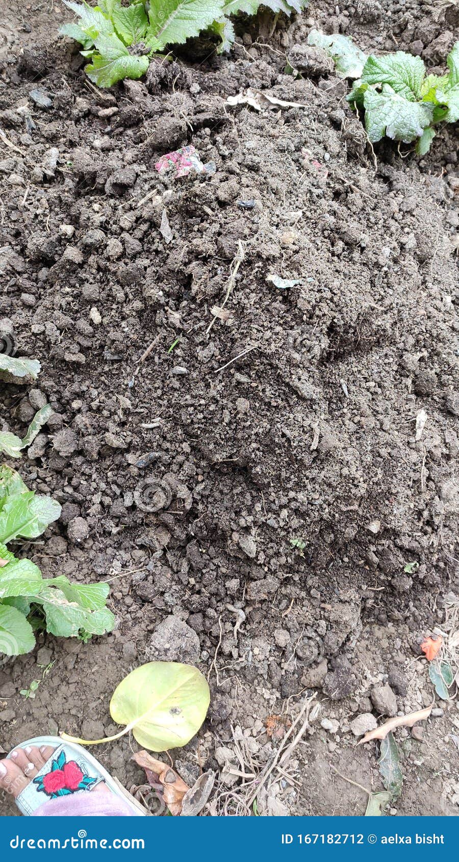 Compost growing plant stock photo. Image of leaf, people 167182712