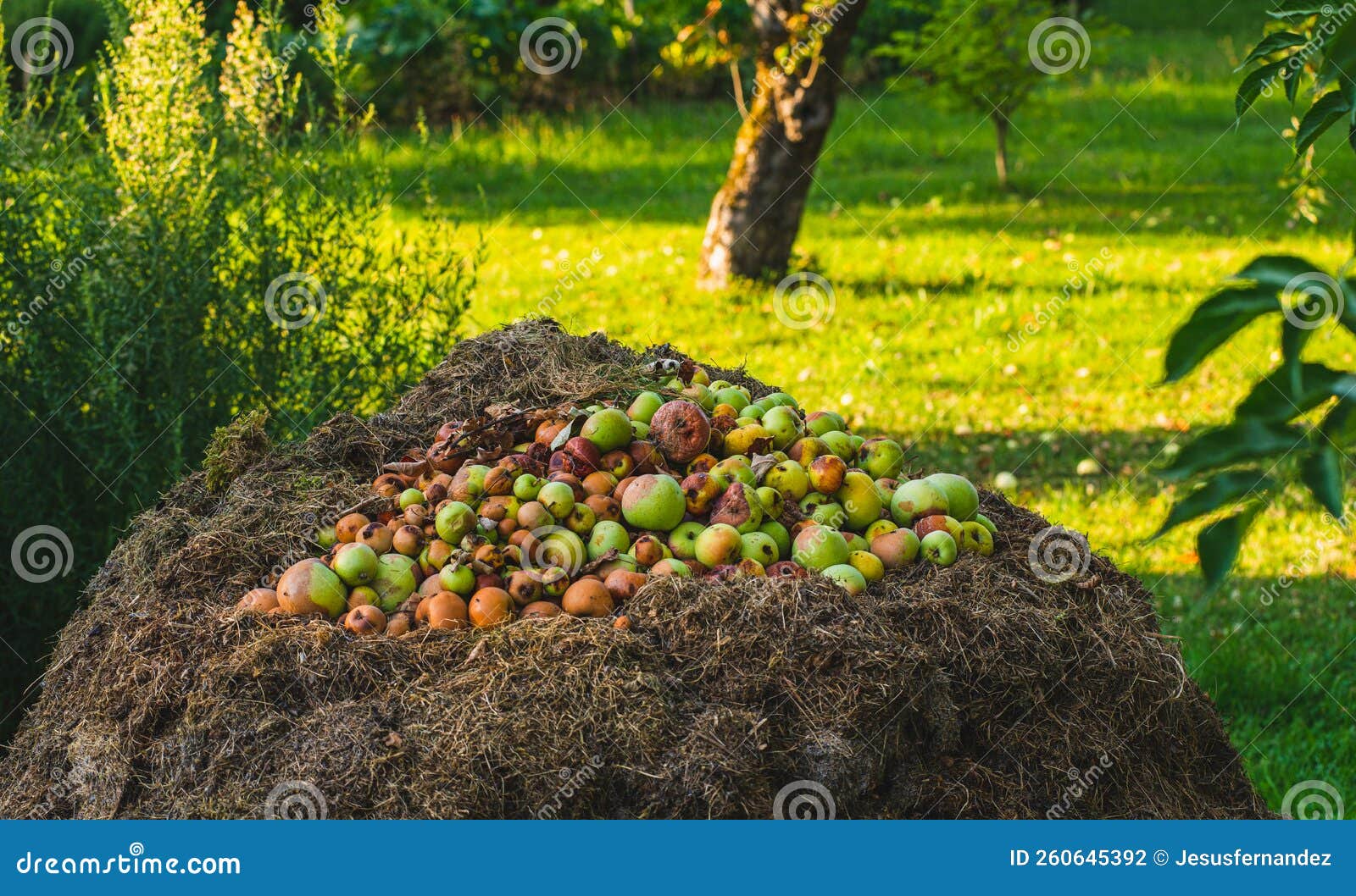 Compost heap in a garden stock photo. Image of apples 260645392