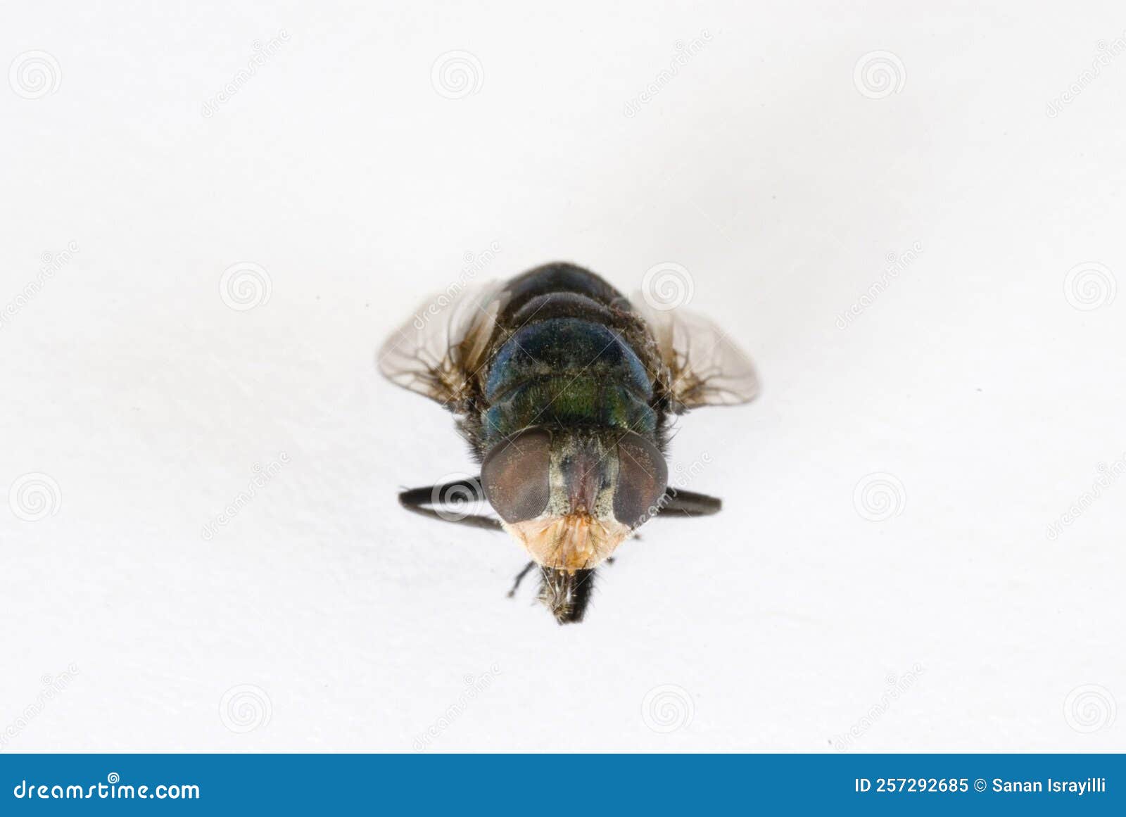 Compound eyes of a fly stock image. Image of antennae 257292685