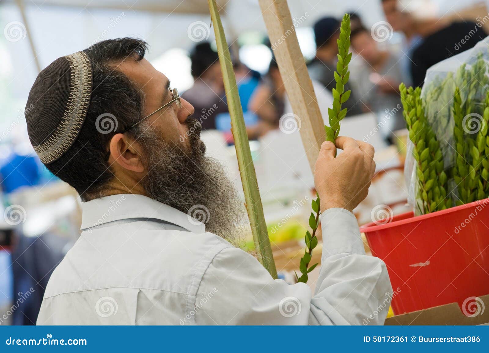 Revisando Una Planta De Mirto Foto editorial - Imagen de mercado, dios:  50172361, image size:1600x1155