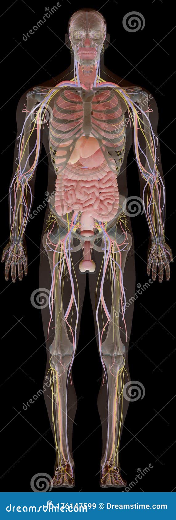 Male Anatomy X-Ray Model Front Stock Illustration - Illustration of ...