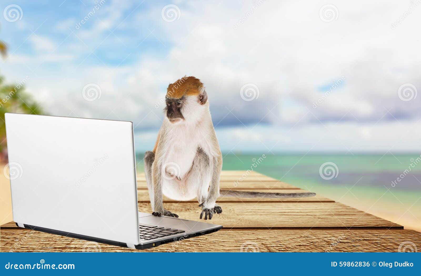 animal typing on computer animal typing on computer