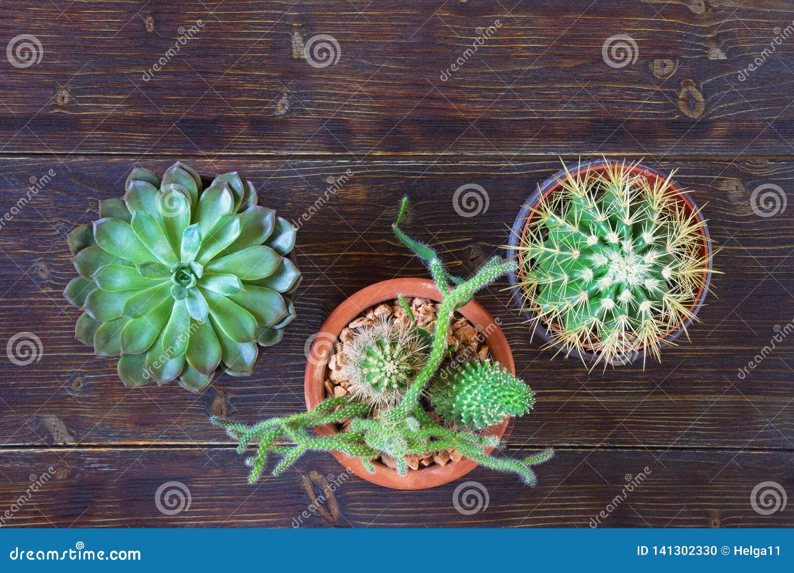 Conceito Do Passatempo Tipos Diferentes De Cactos Em Uns Potenciômetros De  Flor Configuração Lisa, Fundo Rústico Escuro, Espaço L Foto de Stock -  Imagem de cactos, planta: 141302330