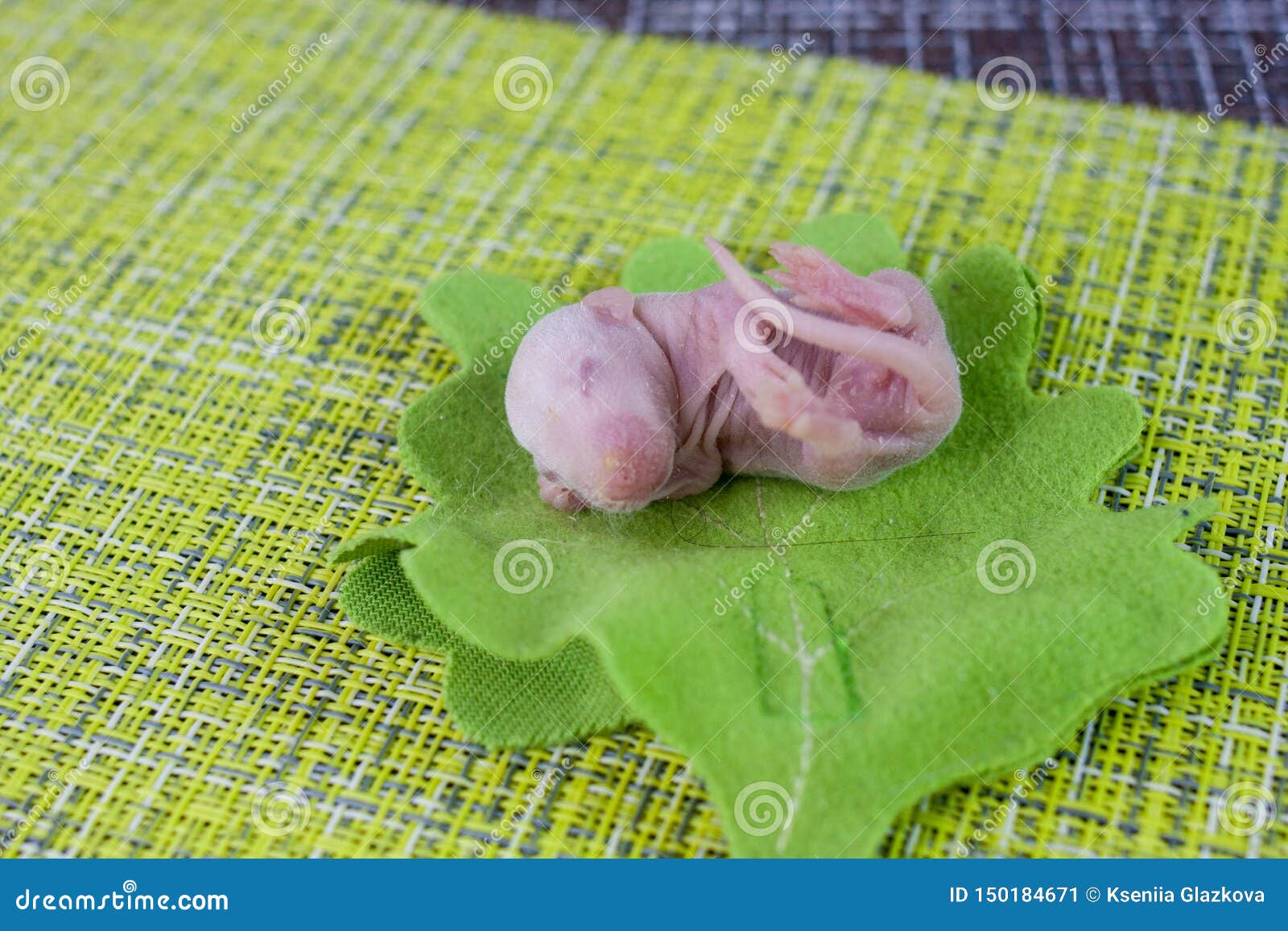 541 Bald Rodent Photos Free Royalty Free Stock Photos From Dreamstime 541 Bald Rodent Photos Free Royalty Free Stock Photos From Dreamstime