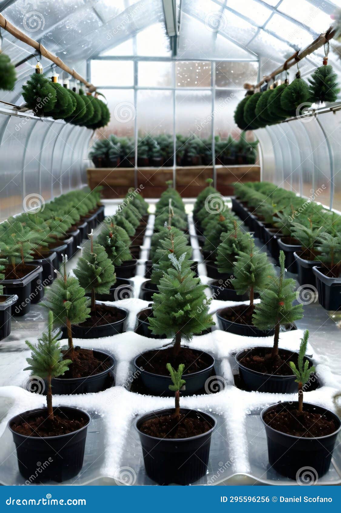 Christmas Tree Seedlings Growing in a Greenhouse, with Frost on the
