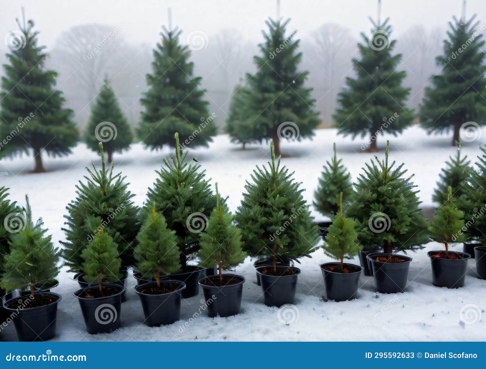Christmas Tree Seedlings in a Snowy Nursery, with a Hazy Morning Light. Generative AI Stock