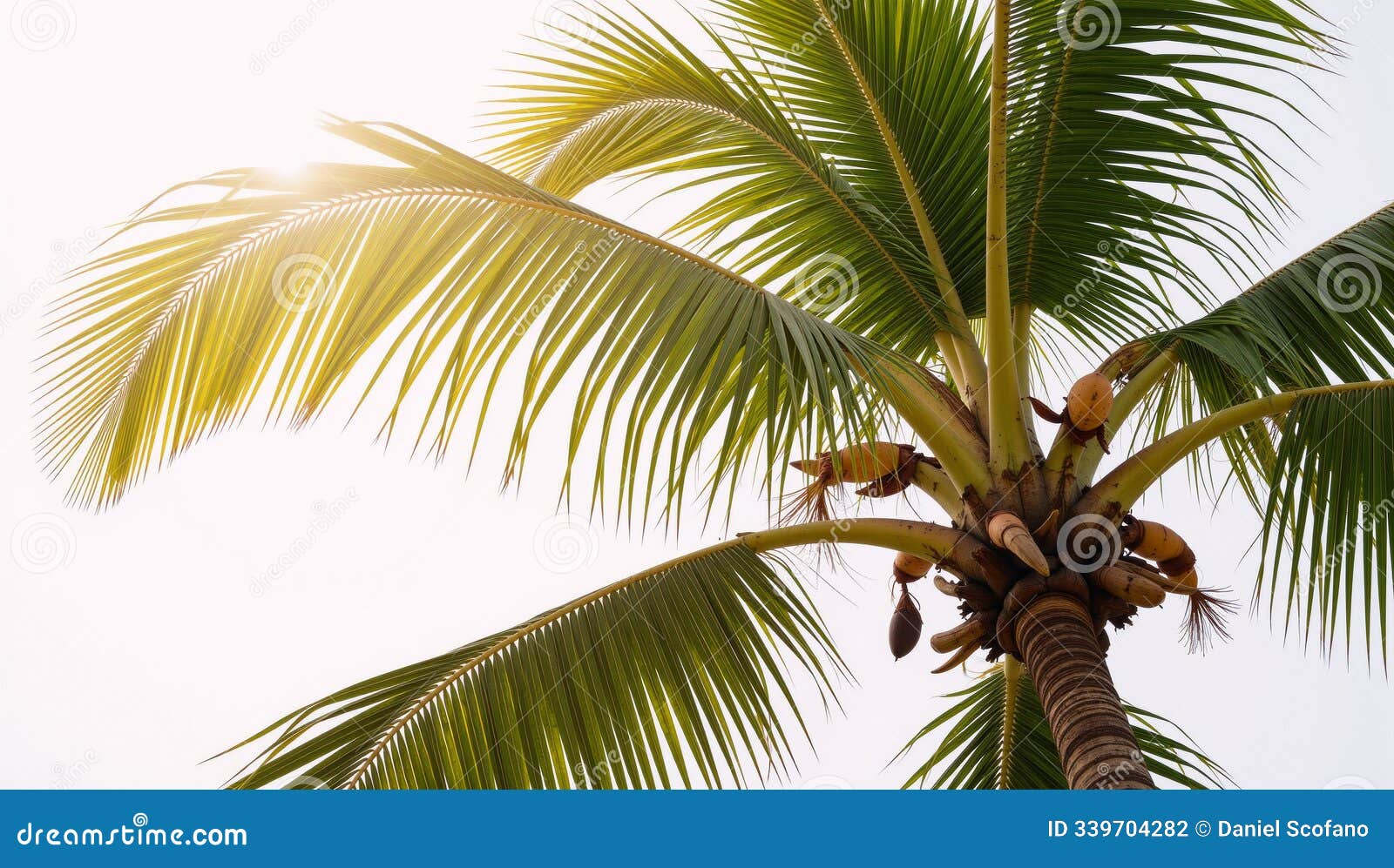 a coconut palm tree against a transparent backdrop