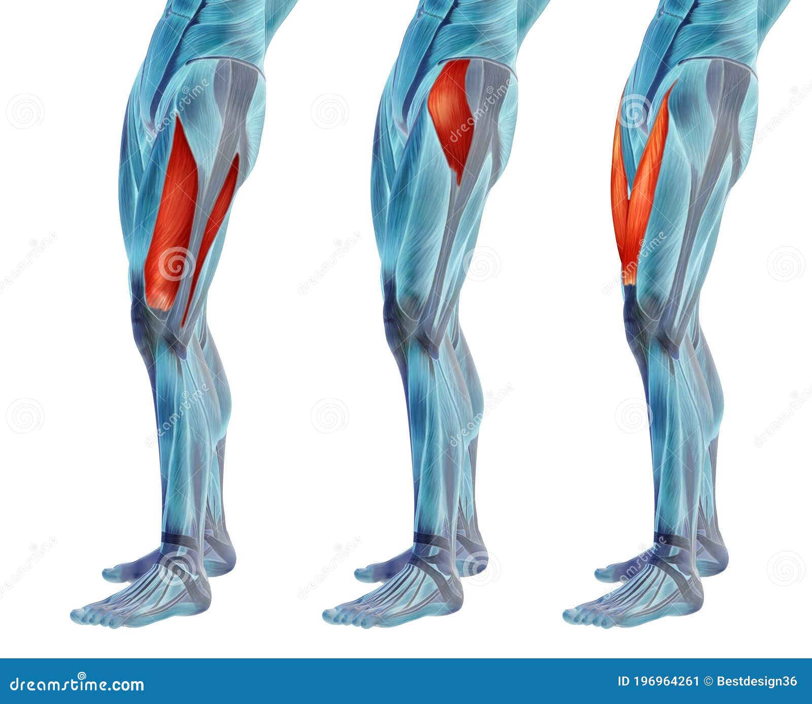 Upper Leg Muscles And Tendons / The human leg, in the ...