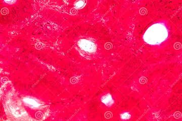 Concept of Education Anatomy and Physiology of Compact Bone, or