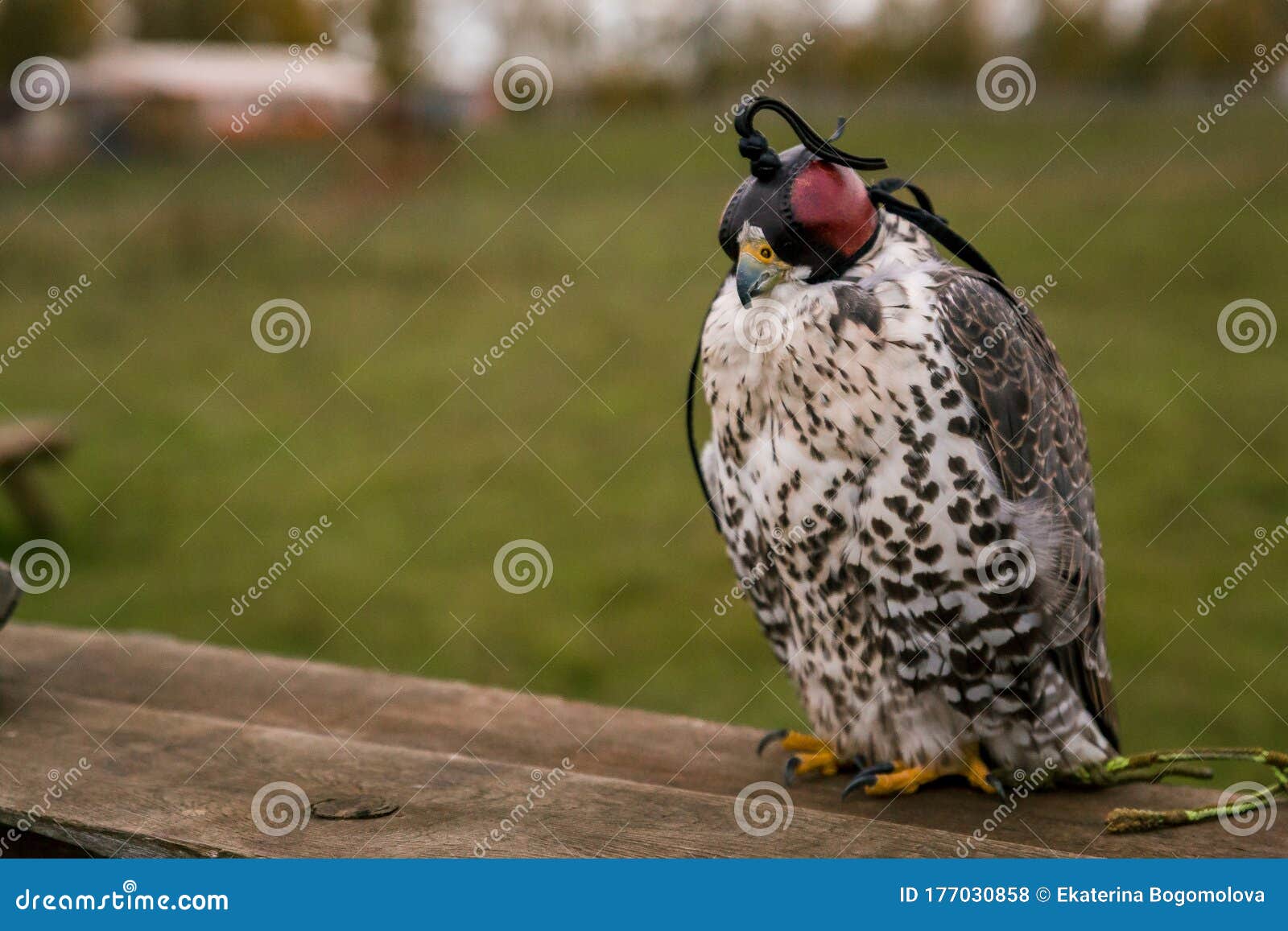 The Concept of Falconry. Head Cap, Hood Stock Photo - Image of smiling