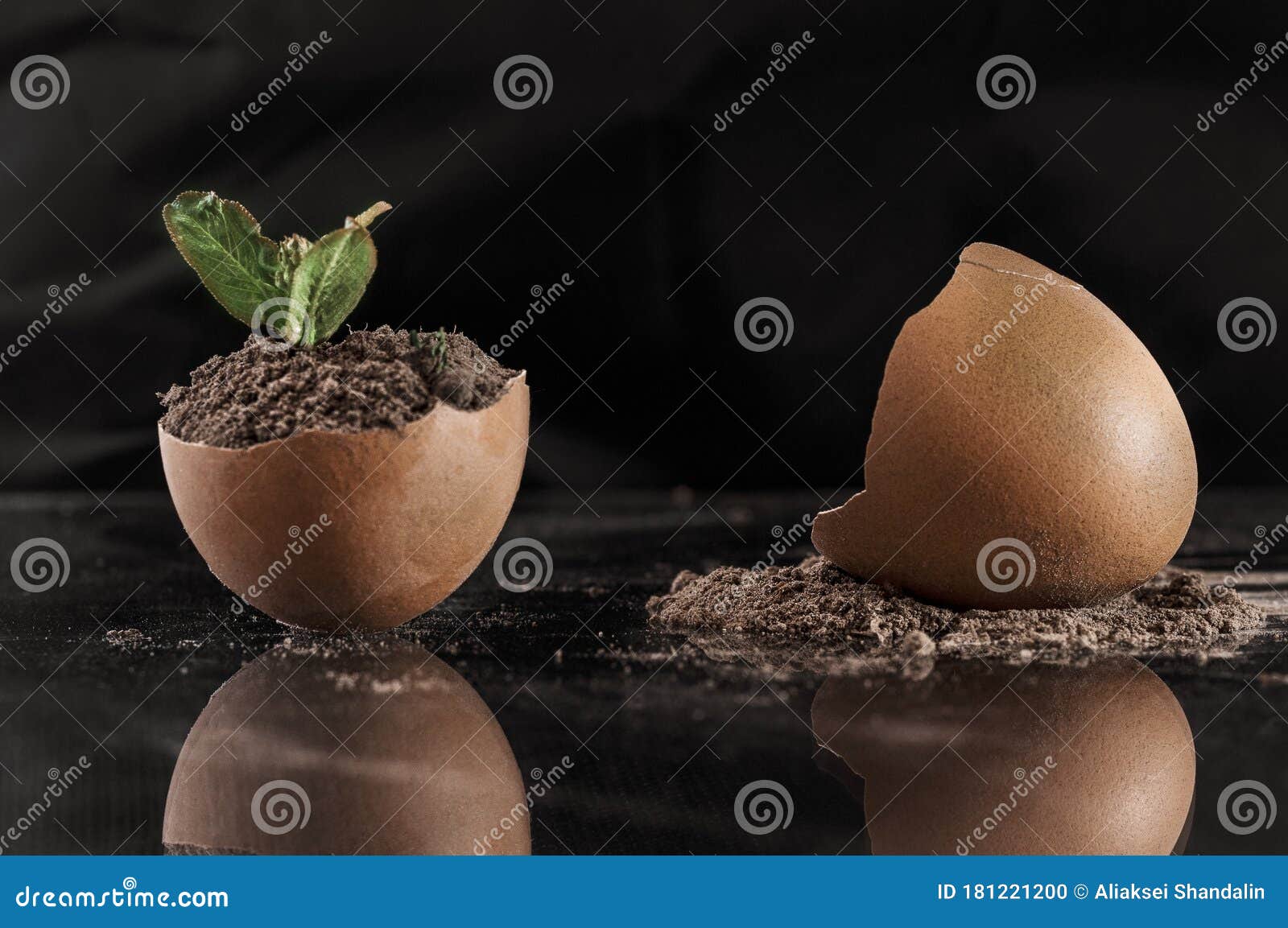 From One Half of a Broken Egg Filled with Earth, a Young Sprout Sprouts