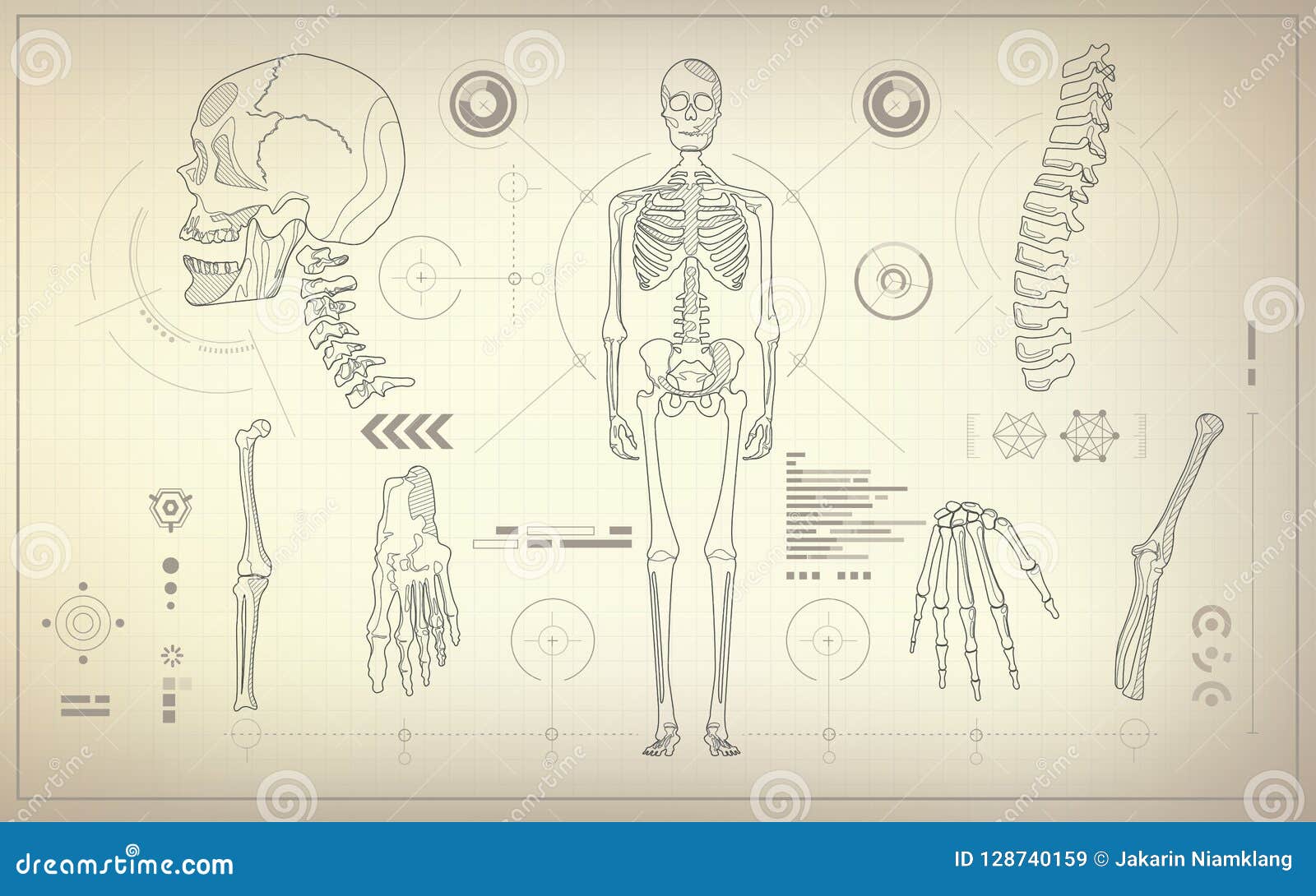 Skeleton Blueprint Stock Vector Illustration Of Drawing 128740159