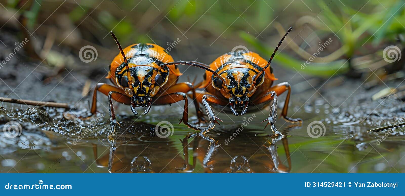 duet of beetles in a puddle ballet. concept insect photography, nature in motion, water
