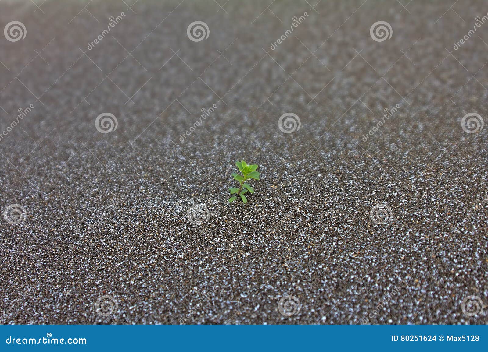 lonely screen free lonely screen free