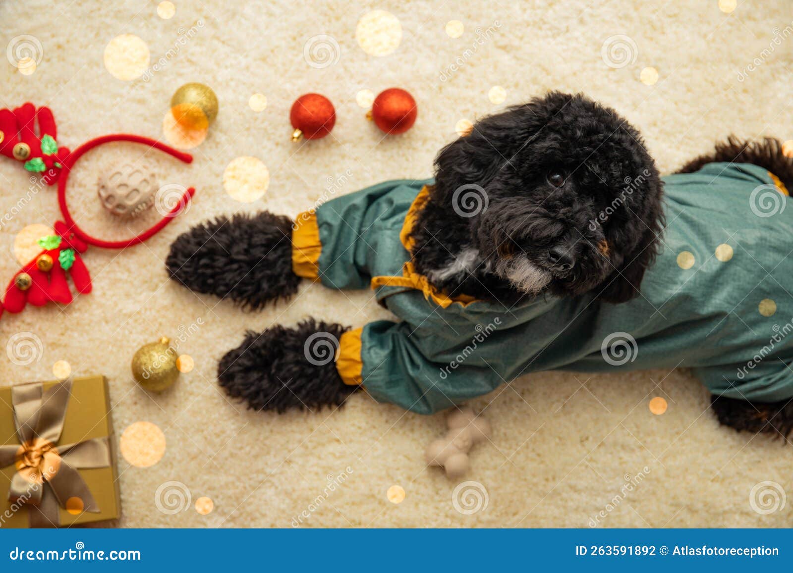 Concept of Merry Christmas, Funny Christmas Dog Stock Photo - Image of ...