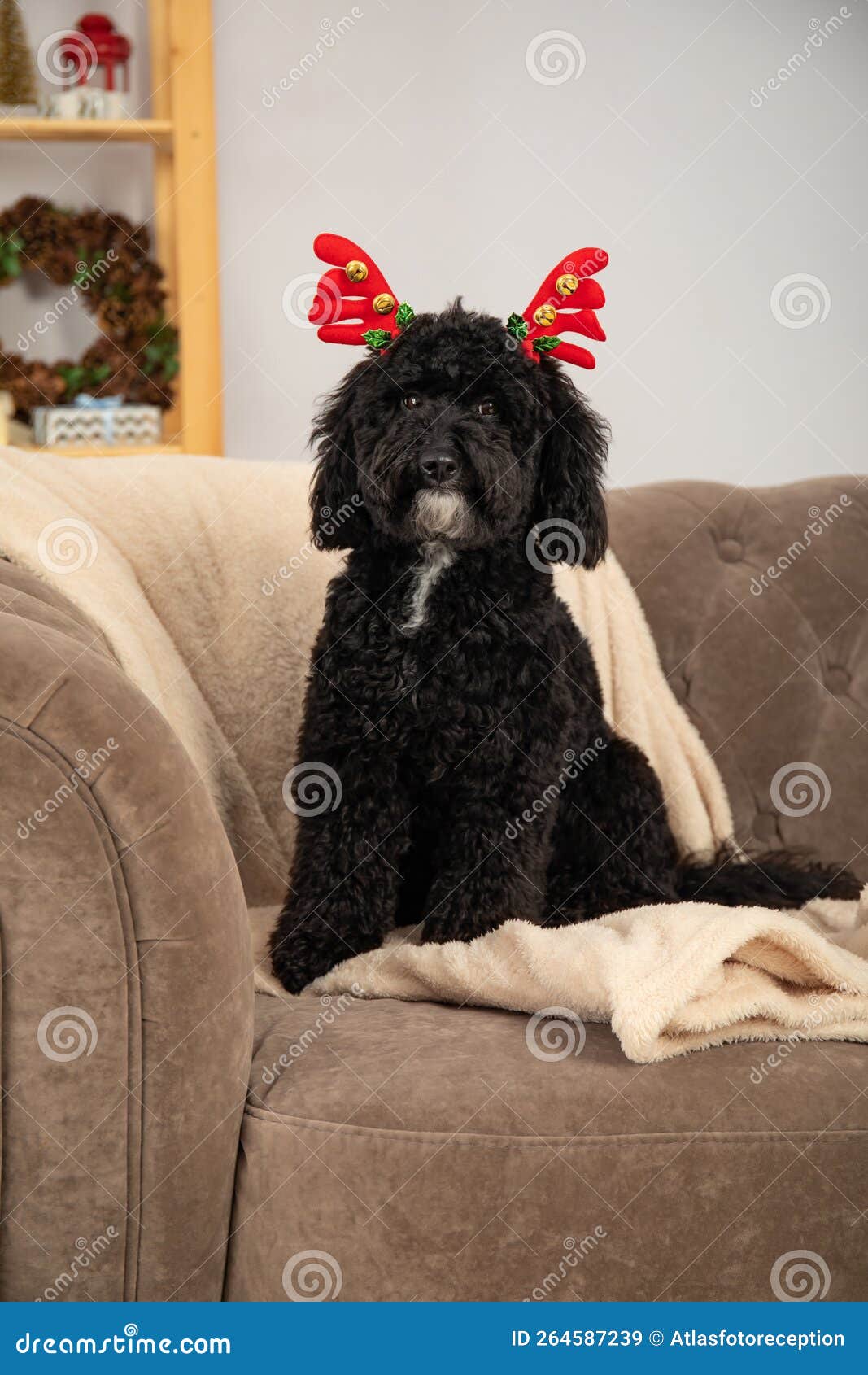 Concept of Merry Christmas, Funny Christmas Dog Stock Image - Image of ...