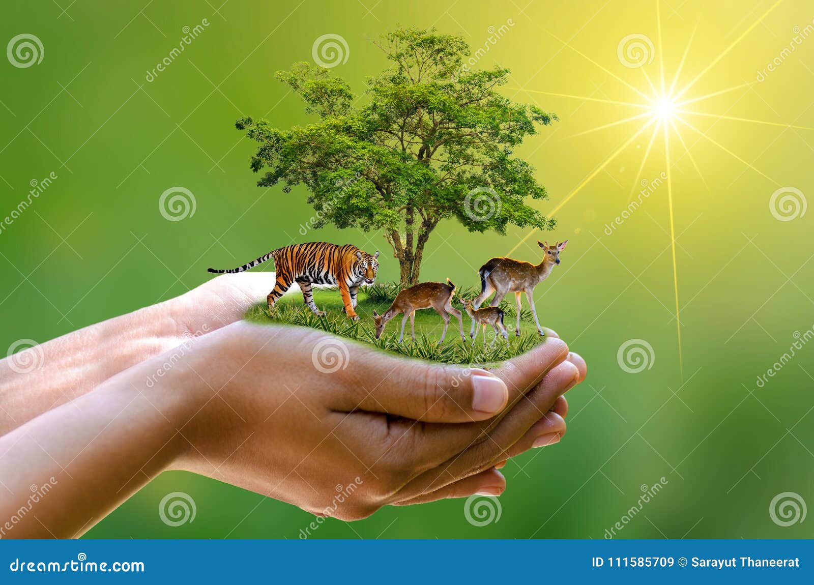 concept nature reserve conserve wildlife reserve tiger deer global warming food loaf ecology human hands protecting the wild and w