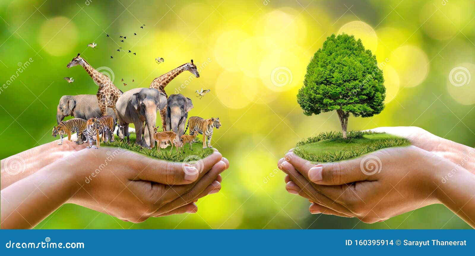 Concept Nature Reserve Conserve Wildlife Reserve Tiger Deer Global Warming  Food Loaf Ecology Human Hands Protecting the Wild and Stock Photo - Image  of forest, beauty: 160395914