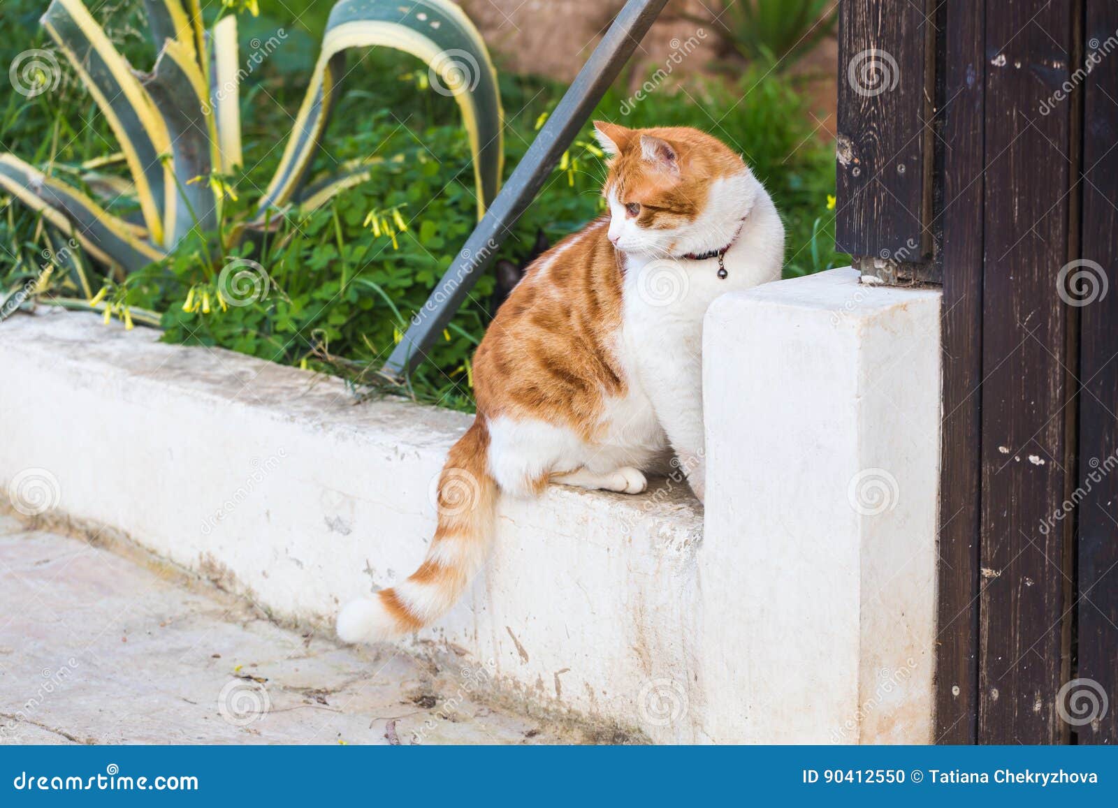 Concept of Pets Orange and White Tabby Cat with Collar Outdoor Stock