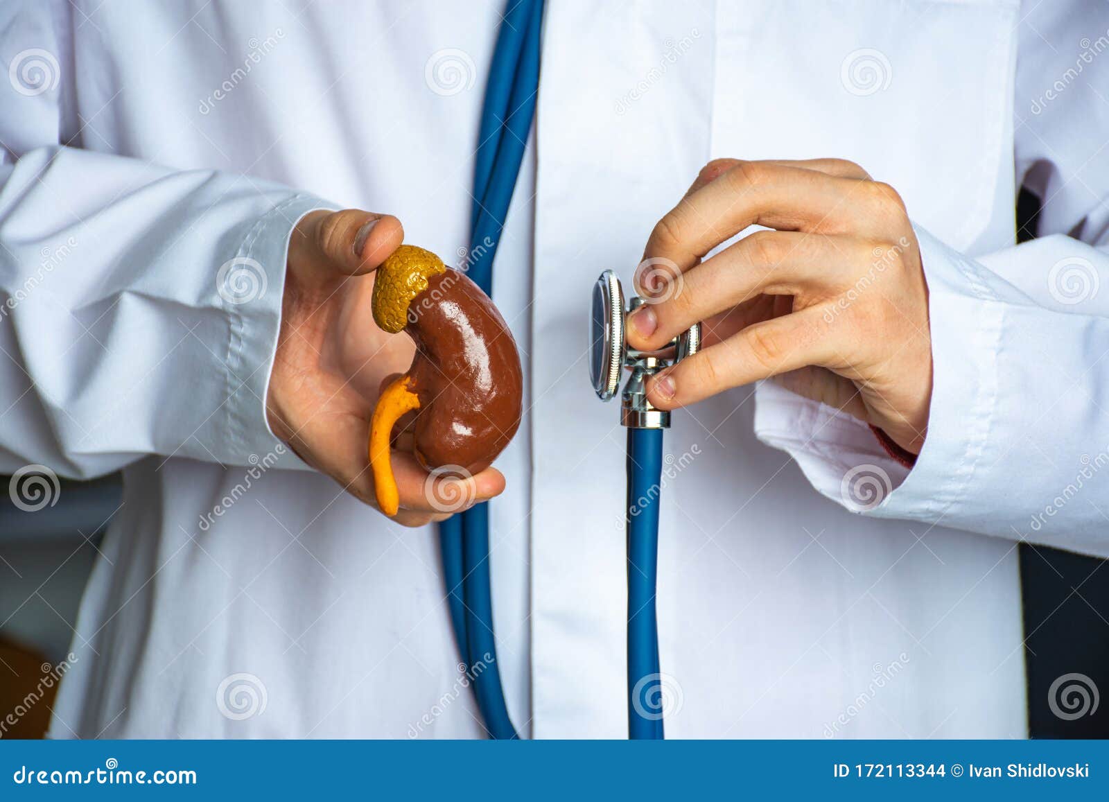 concept photo of diagnosis in nephrology and urology. doctor hold in one hand model of human kidney, in other stethoscope and cond