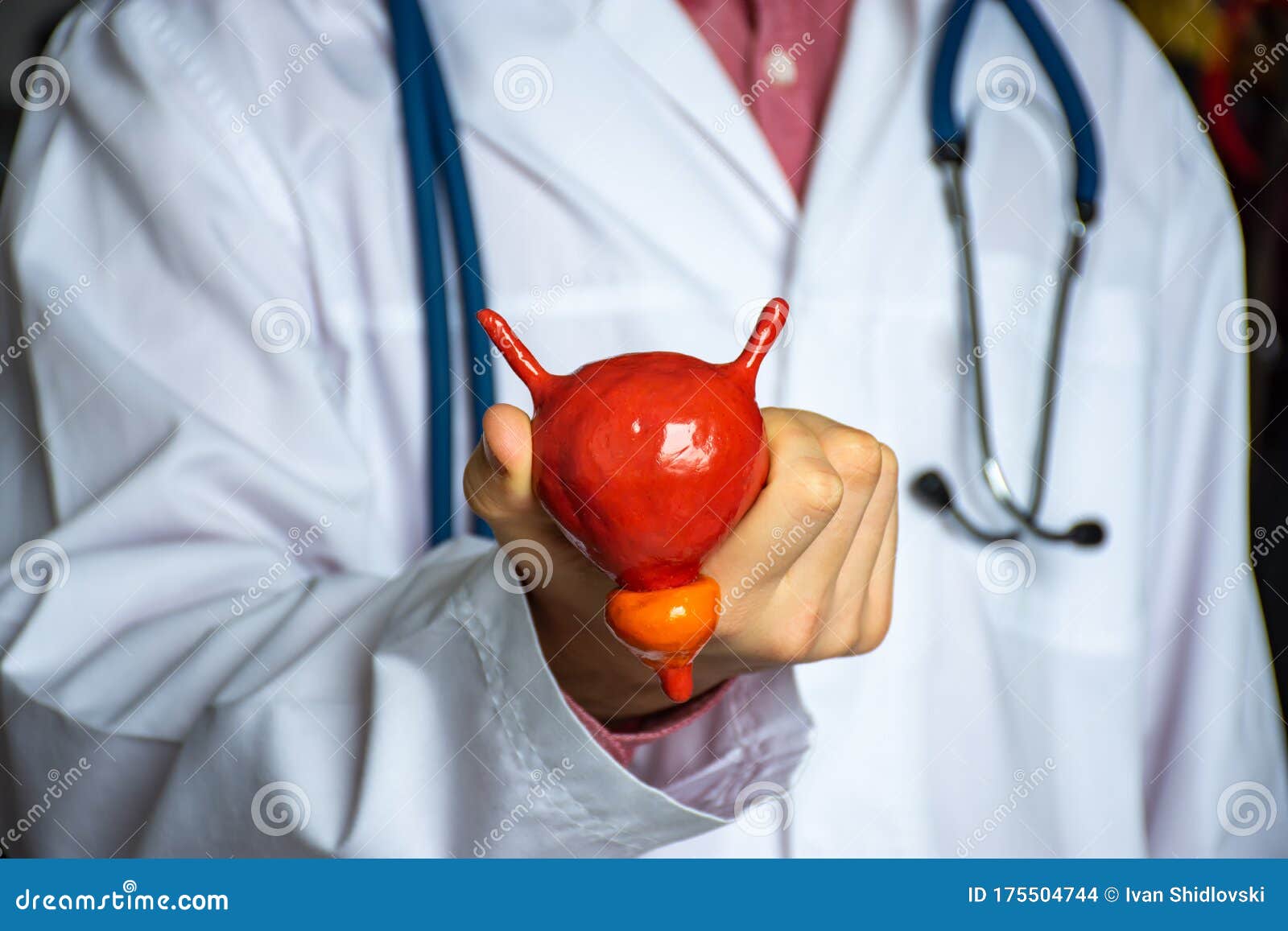 concept photo of study or diagnosis in urology. doctor in white holds in his hand model of human urinary bladder with prostate, sh