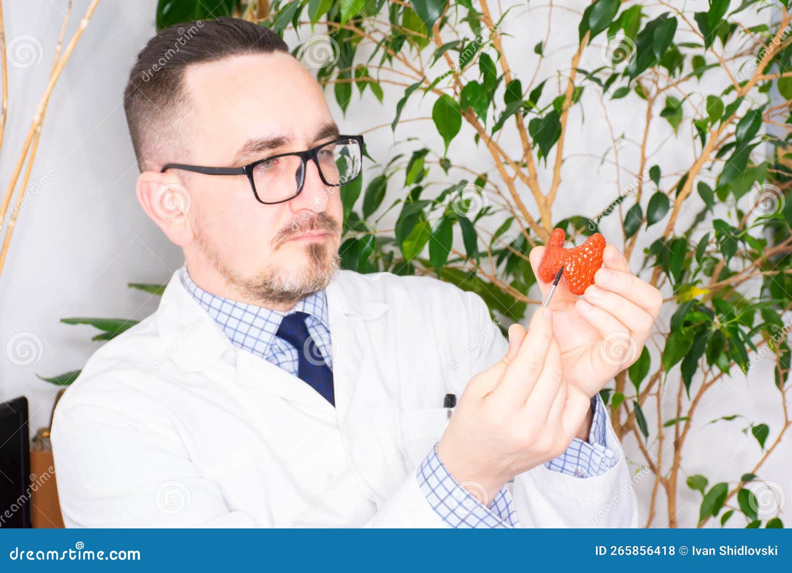 concept photo of understanding diseases of the thyroid. the doctor points to the thyroid on the anatomical model of the organs of