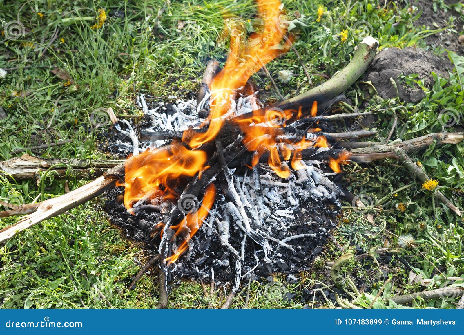 Old Branches of Fruit Trees are Burned at the Stake in the Spring Fruit ...