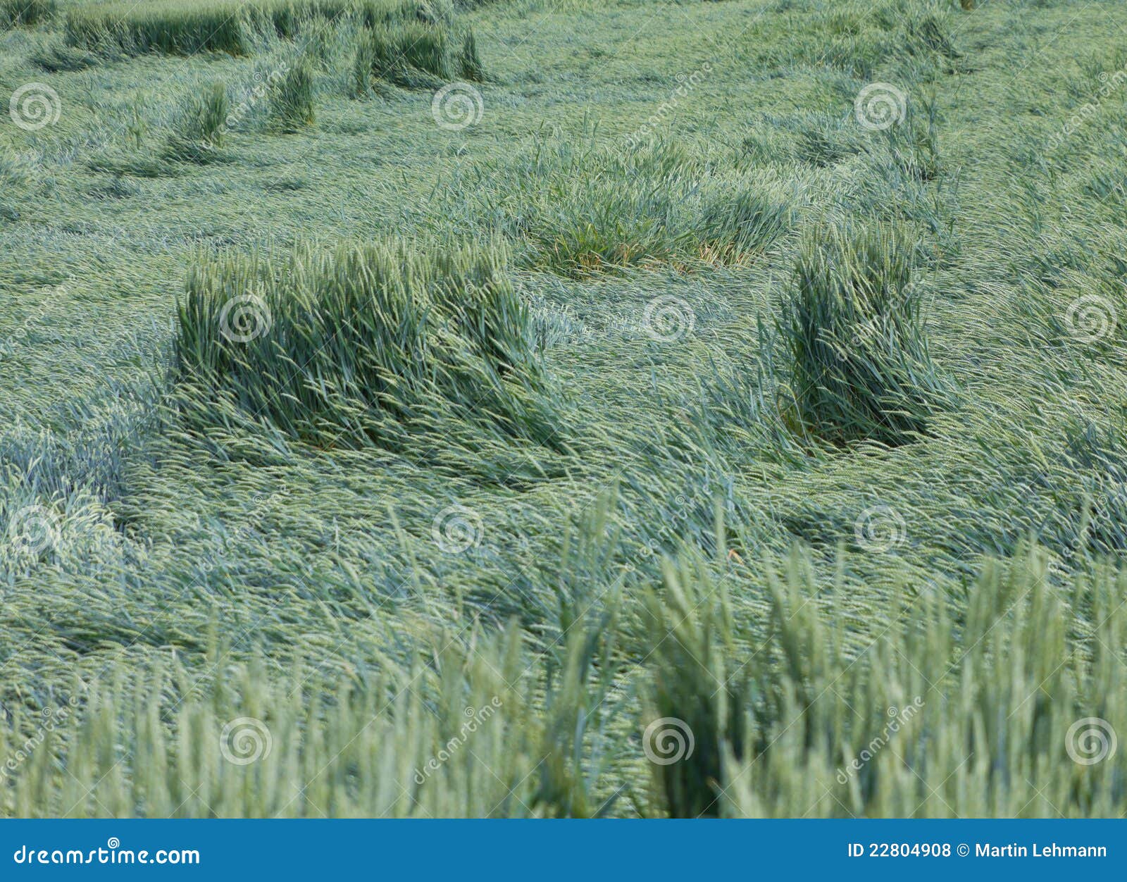 Concept Strong Wind Rattle A Corn Field Concept Strong Wind Rattle A Corn Field Royalty Free
