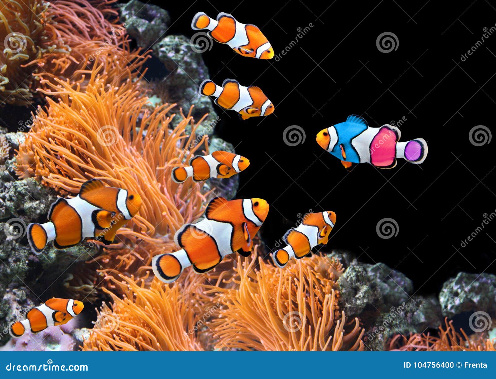 Flock of Standard Clownfish and One Colorful Fish Stock Photo