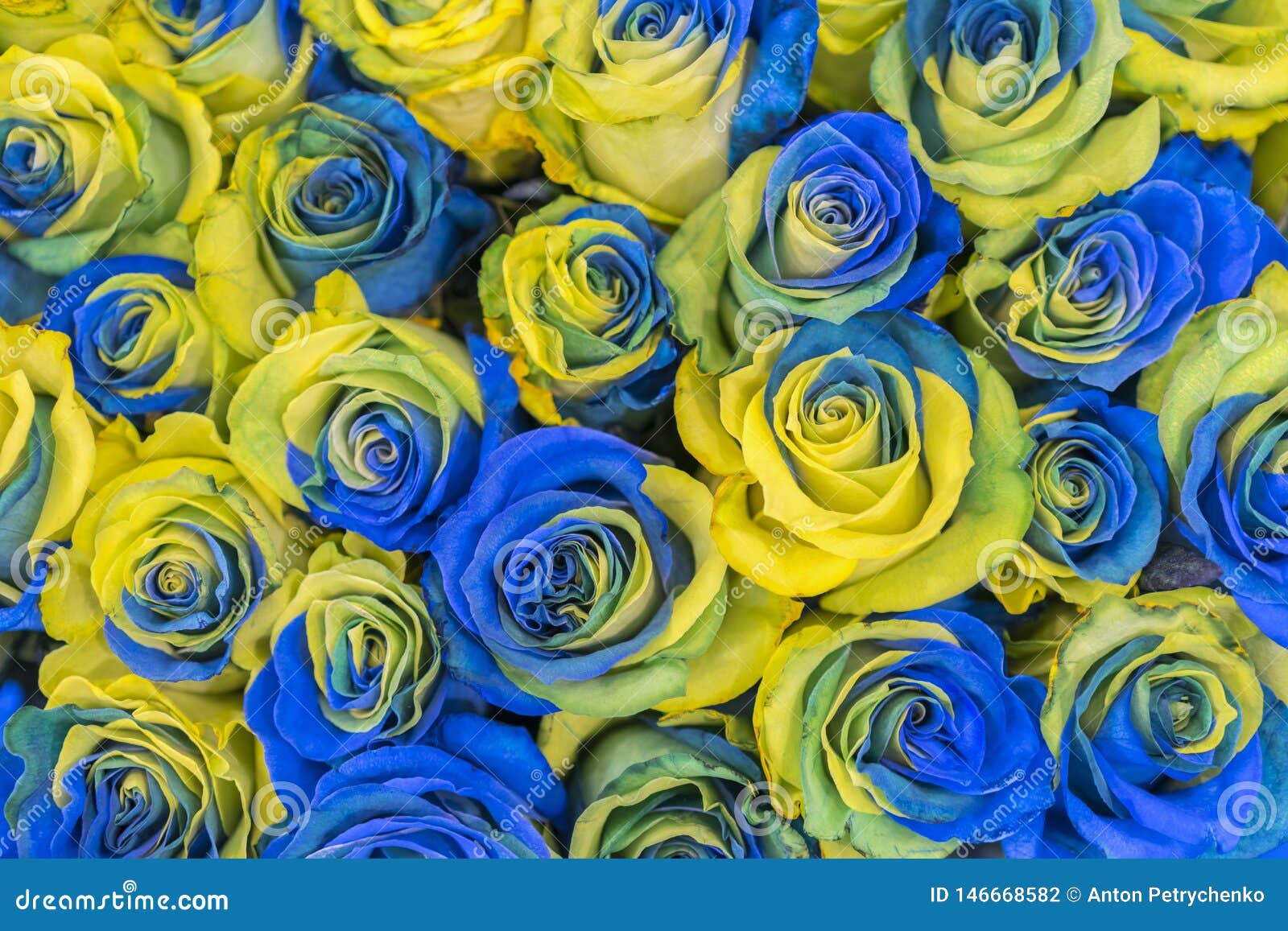 Concept Ukrainian Blue And Yellow Roses Top View. Fancy Yellow And ...