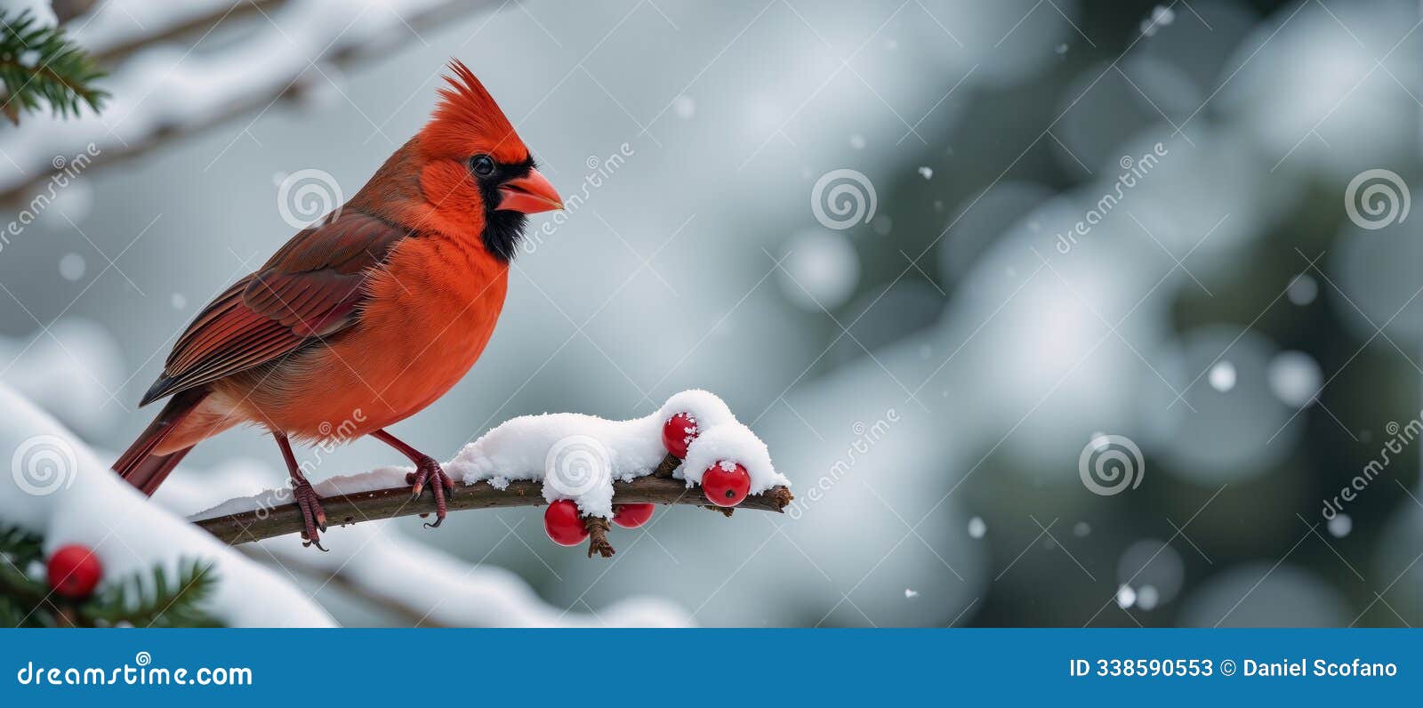 wintery scene red cardinal bird perched on frosty tree branch amidst red berries