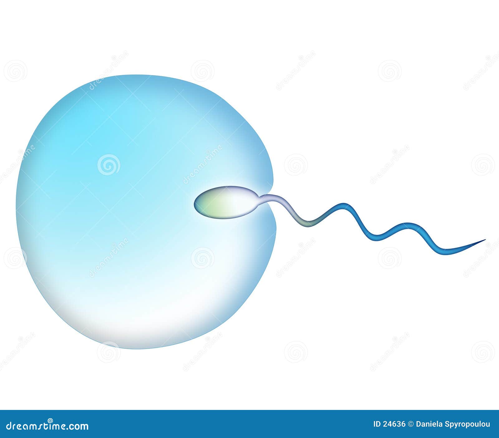 conception