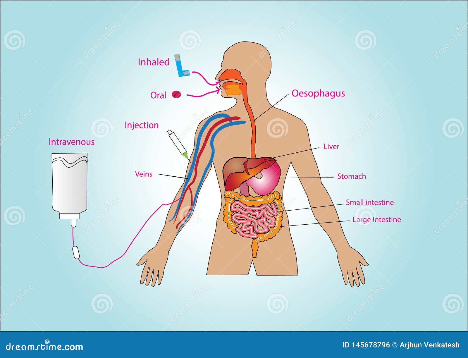 Conception Creative De Corps Humain Avec Des Mots De Points De Contact Illustration Stock Illustration Du Corpus Fonctionnement