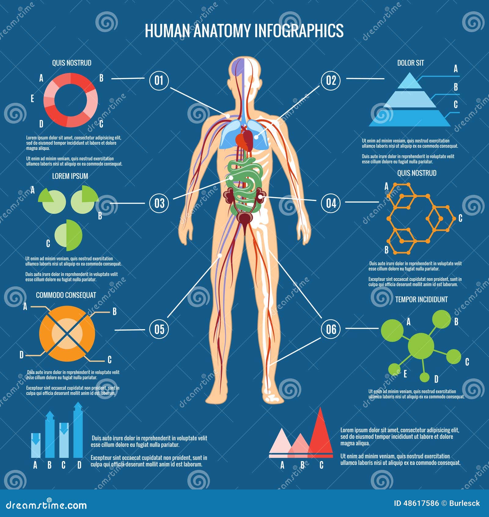 Human Body Anatomy