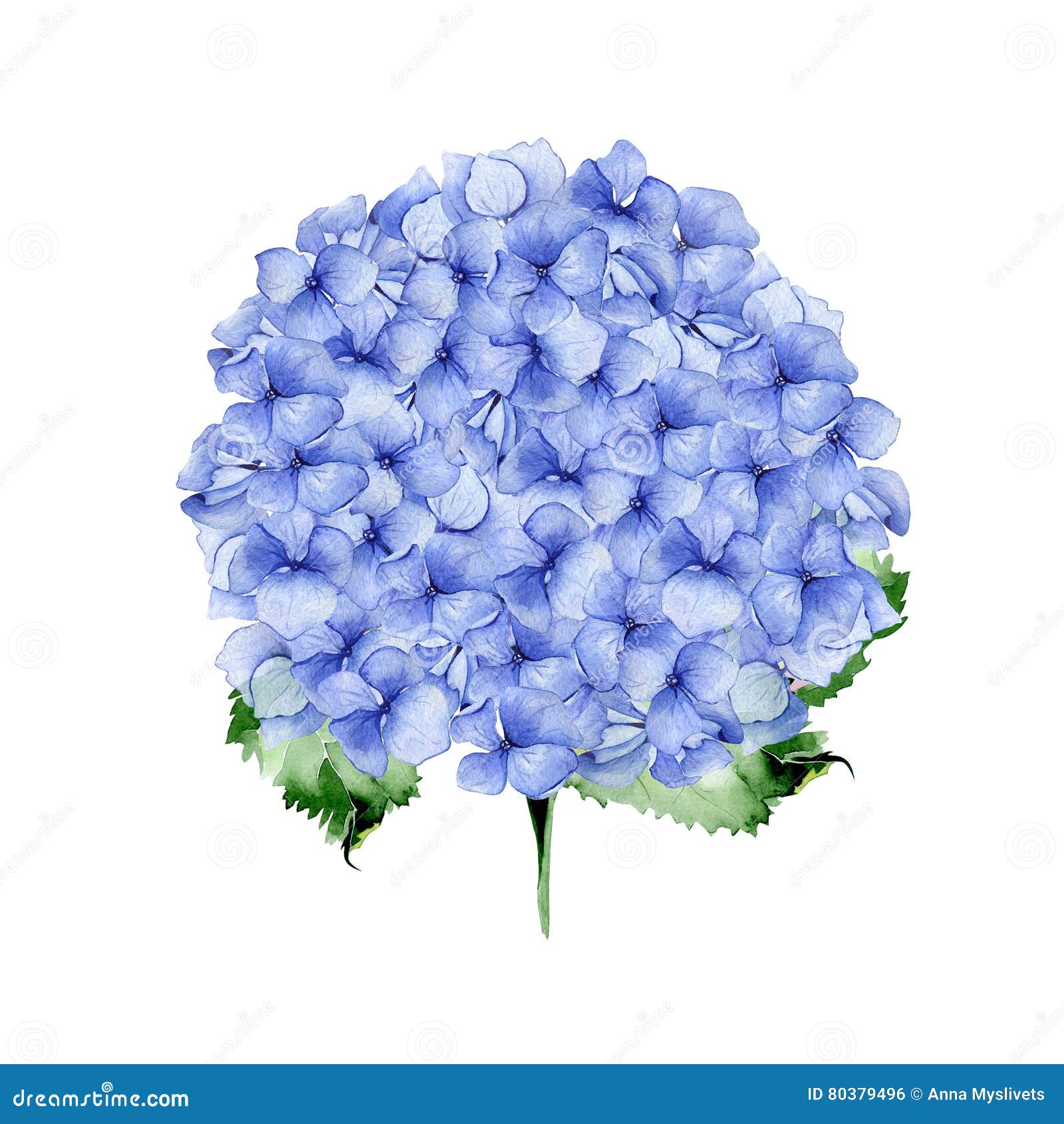 Conception Florale D'hortensia Bleu D'aquarelle Illustration Stock -  Illustration du feuillage, fleur: 80379496