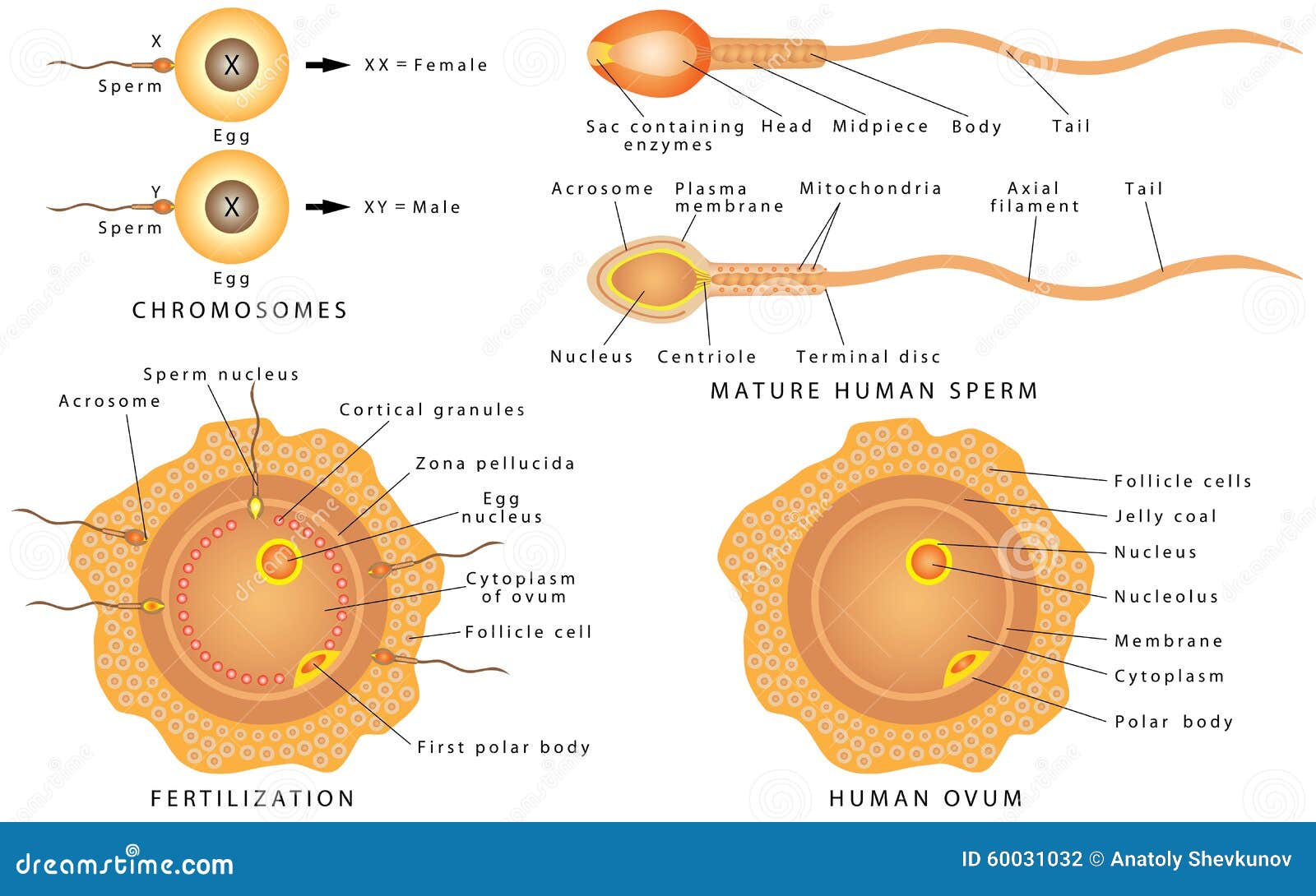 sperm Human femal